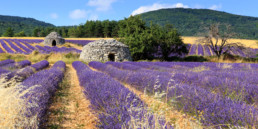 Borie and lavender field in Provence