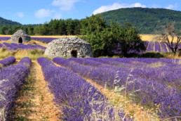 Borie and lavender field in Provence